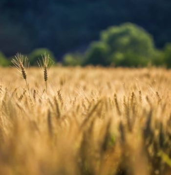 Ybb_Km0_al posto della caffè (1)